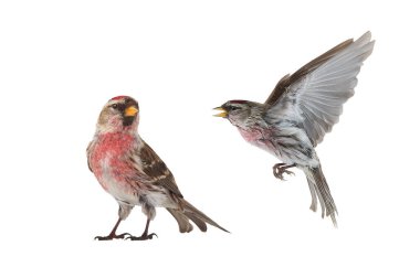 Beyaz arkaplanda genel Kırmızı Anket