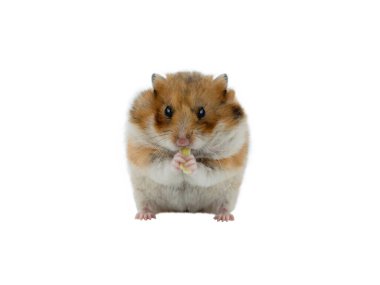 Suriye hamsterı beyaz arka planda izole edilmiş 