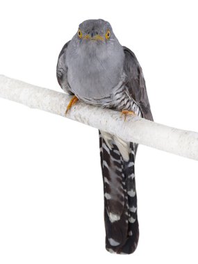 guguk kuşu beyaz arkaplanda izole edildi.