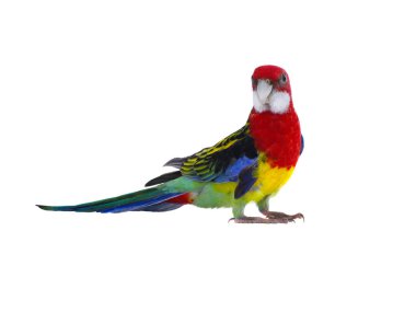 Beyaz arka plan üzerinde izole Rosella papağan papağan