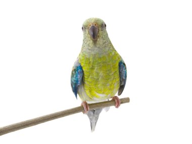 Dişi papağan (hematonotus psephotus) beyaz arka planda izole edilmiştir.