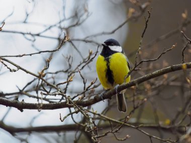 tit sitting on a tree branch against a blurred background
