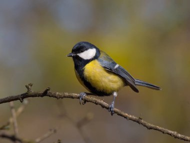 tit sitting on a tree branch against a blurred background