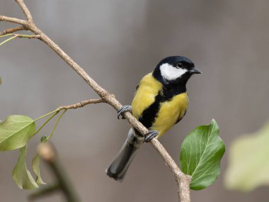 tit sitting on a tree branch against a blurred background