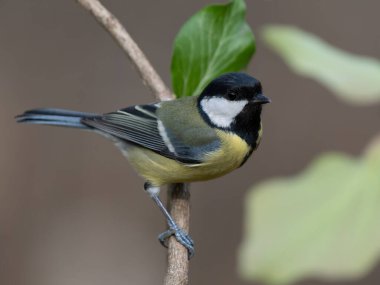 tit sitting on a tree branch against a blurred background