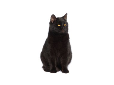 Siyah kedi beyaz arka planda izole edilmiş