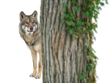 wolf peeking out from behind a tree isolated on white background clipart