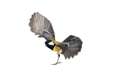 tit with spread wings standing on one leg isolated on white background