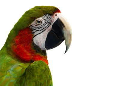 portrait large green macaw, (ara ambigua). isolated on white background