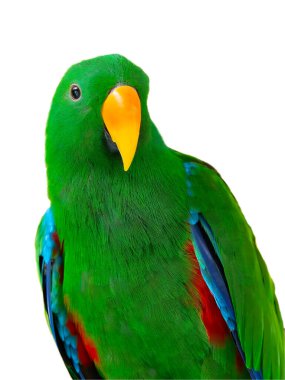 Beyaz arkaplanda izole edilmiş Eclectus papağanı portresi