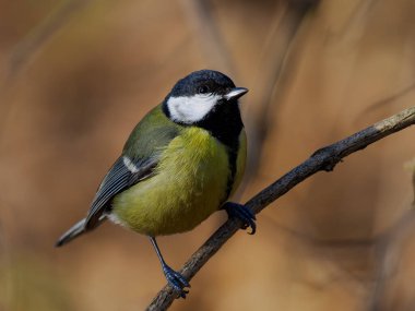tit sitting on a tree branch against a blurred background