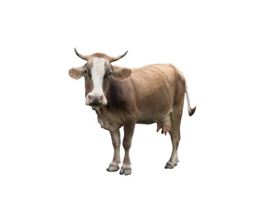 beyaz bir arka plan üzerinde izole kahverengi                               