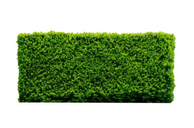 Yeşil Beyaz arka plan üzerinde izole Hedge
