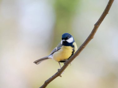 tit sitting on a tree branch against a blurred background