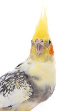 Papağan beyaz arka planda izole edilmiş.