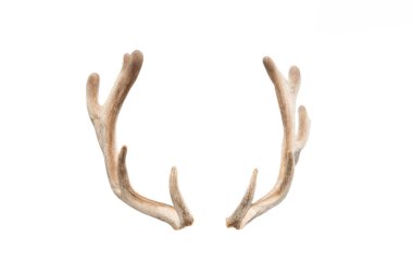Beyaz arka plan üzerinde izole geyik boynuzları