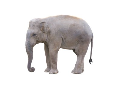 Beyaz arka plan üzerinde izole Hintli fil