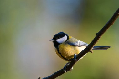 tit sitting on a tree branch against a blurred background