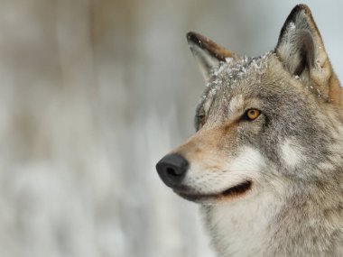 Wolf observing its surroundings in a snowy landscape during winter season clipart