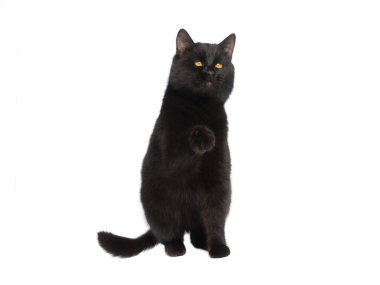 Pençesini kaldırmış kara kedi beyaz arka planda izole edilmiş.