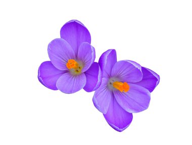 beyaz arkaplanda izole edilmiş mor safran çiçekleri