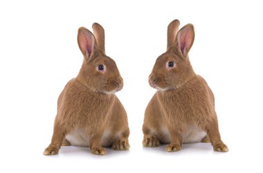two brown rabbit isolated on white background 