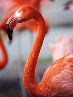 Bulanık arkaplanda flamingo portresi