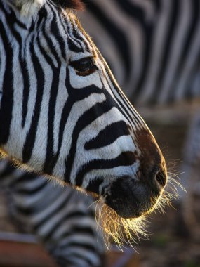 Bulanık arkaplanda zebranın portresi