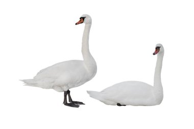 two swan isolated on white background