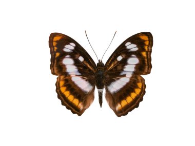 Beyaz arka planda izole edilmiş tropik çizgili kelebek