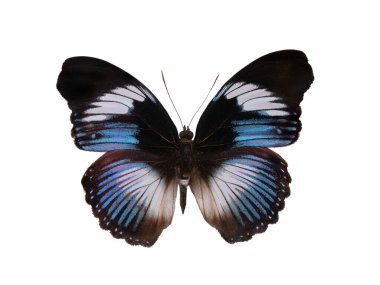 Kelebek hipolimnus salmacis beyaz arka planda izole edildi