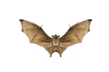 Anne yarasa beyaz arka planda izole