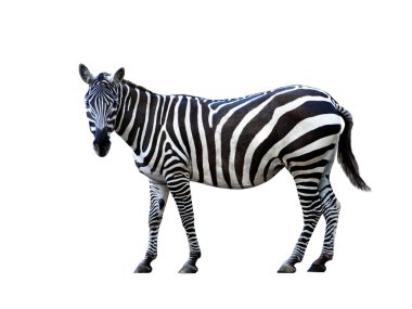 beyaz arkaplanda izole edilmiş zebra
