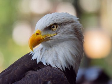 Görkemli kel kartal sakince tünemiş, çarpıcı özellikler ve keskin bakışlar sergiliyor.