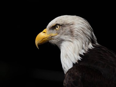 Siyah arkaplanda Amerikan kartalı portresi