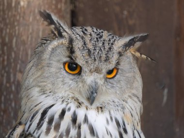  Sibirya baykuşunun görkemli portresi. Gündüz doğal yaşam alanı..