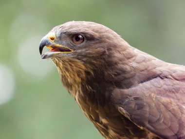  Gün ışığında doğal ortamında bir şahinin görkemli portresi (Buteo buteo).