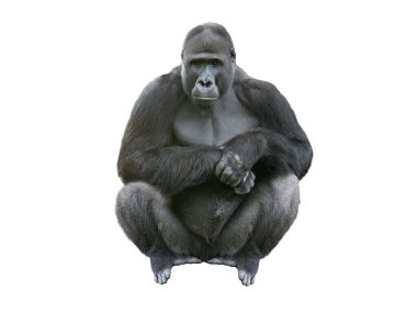 western lowland gorilla isolated on white background