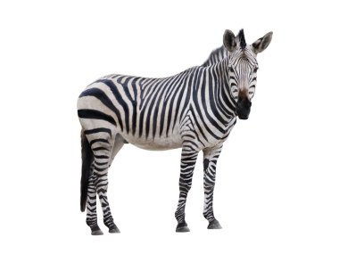 beyaz arkaplanda izole edilmiş zebra