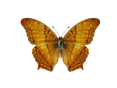  Kelebek vindula erota beyaz arka planda izole edildi