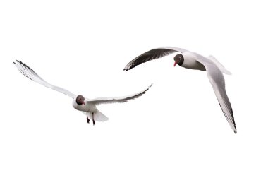 Uçuşta siyah başlı martı beyaz arka planda izole edildi