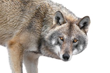 Beyaz arka planda izole edilmiş görkemli kurt portresi