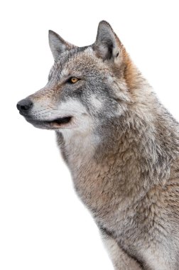 Beyaz arka planda izole edilmiş görkemli kurt portresi
