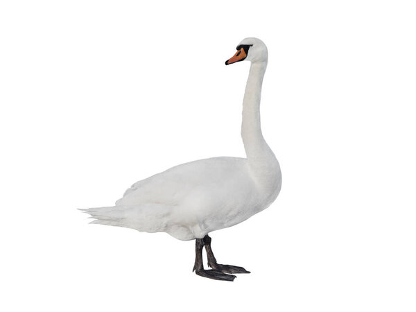 Лебедь изолирован на белом фоне