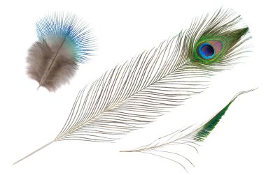 Tavuskuşu tüyü beyaz arkaplanda izole edildi