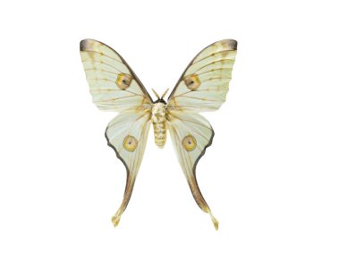 Kelebek argema mitrei beyaz arkaplanda izole edildi