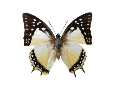 Kelebek Chareksleri SP. beyaz arkaplanda izole