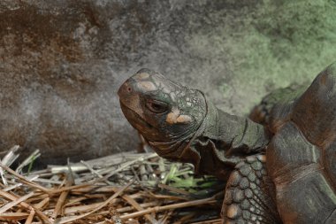 Bulanık bir arkaplanda kaplumbağa geochelone denticulata portresi                               
