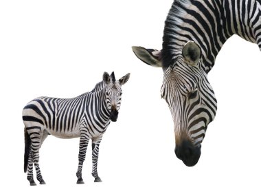 beyaz arkaplanda izole edilmiş zebra
