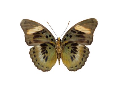 Kelebek Euphaedra Ueleana beyaz arka planda izole edildi